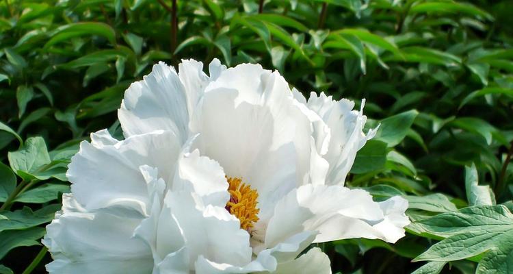 牡丹花的寓意与象征（白色牡丹的美丽与纯洁）