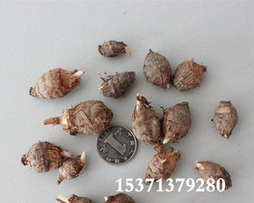 白附子和附子有何不同？它们的区别是什么？