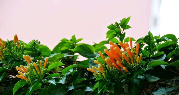 炮仗花的花语与寓意（揭开炮仗花花语的神秘面纱）