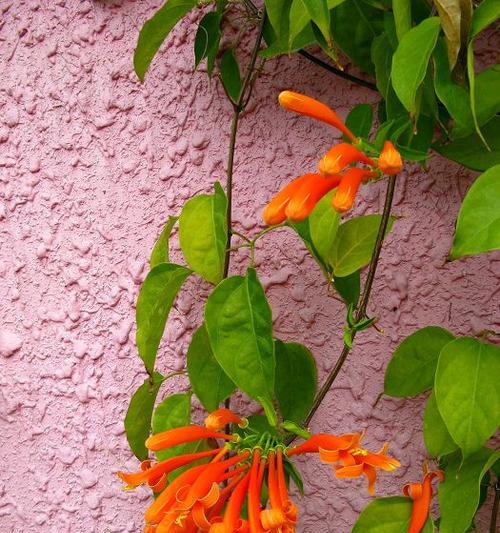 炮仗花的花语与寓意(揭开炮仗花花语的神秘面纱) 炮仗花的花语与寓意(揭开炮仗花花语的神秘面纱)