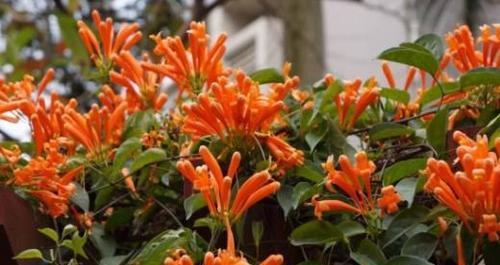 炮仗花的花语与寓意(揭开炮仗花花语的神秘面纱) 炮仗花的花语与寓意(揭开炮仗花花语的神秘面纱)