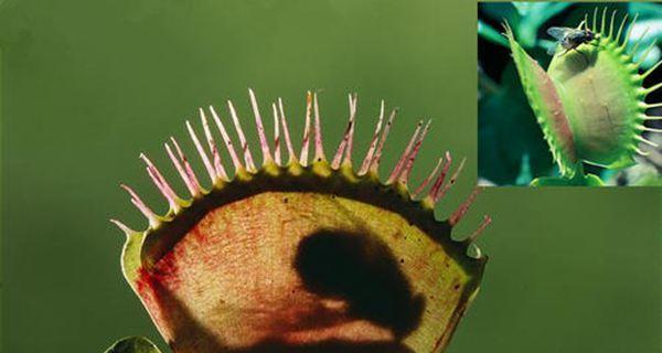 捕蝇草是什么植物？它有哪些独特特征和养护方法？