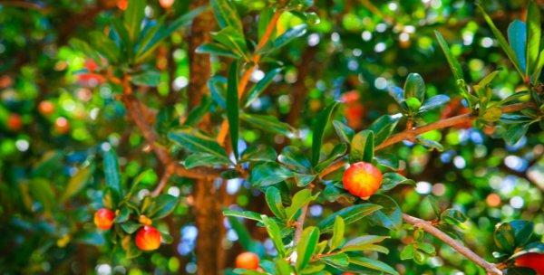 石榴耐寒吗？冬天越冬能耐多少度低温？