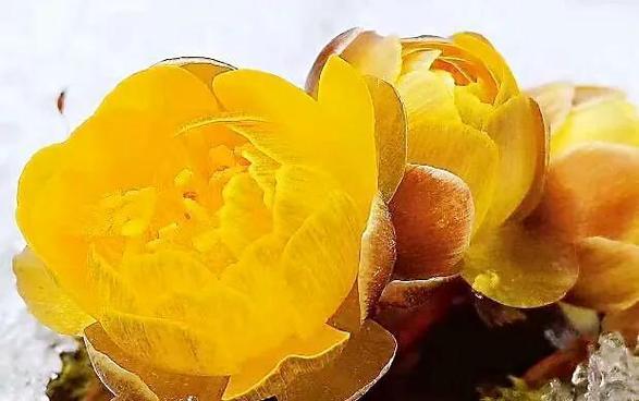 雪莲花的花语与意义（揭示雪莲花的花语神秘面纱）