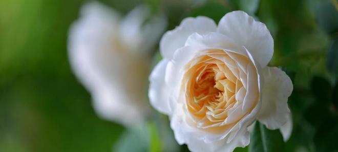 雪莲花的花语与意义（揭示雪莲花的花语神秘面纱）