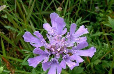 雪莲花的花语与意义（揭示雪莲花的花语神秘面纱）