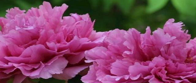 牡丹花语(中华传统文化中的花卉象征与寓意) 牡丹花语(中华传统文化中的花卉象征与寓意)