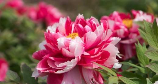 牡丹花语（中华传统文化中的花卉象征与寓意）