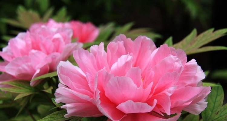 牡丹花语(中华传统文化中的花卉象征与寓意) 牡丹花语(中华传统文化中的花卉象征与寓意)