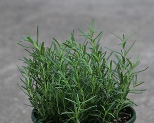 迷迭香爆盆秘诀是什么？如何正确养护迷迭香？