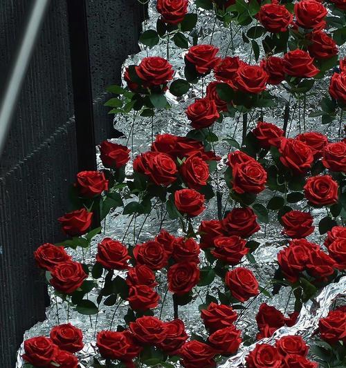 15朵玫瑰花的含义(爱情的绽放与承诺) 15朵玫瑰花的含义(爱情的绽放与承诺)