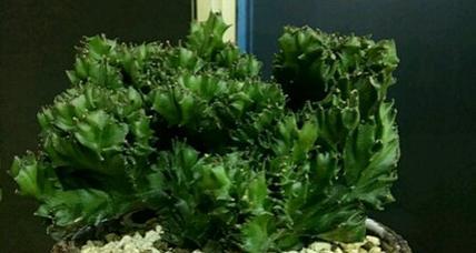 玉麒麟多久浇一次水？如何正确养护玉麒麟？