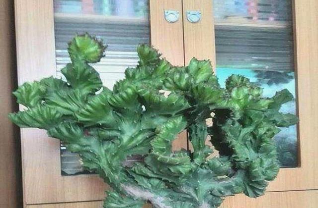 玉麒麟多久浇一次水?如何正确养护玉麒麟? 玉麒麟多久浇一次水?如何正确养护玉麒麟?