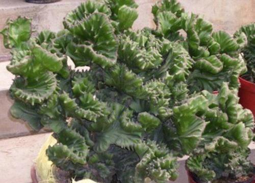 玉麒麟多久浇一次水?如何正确养护玉麒麟? 玉麒麟多久浇一次水?如何正确养护玉麒麟?