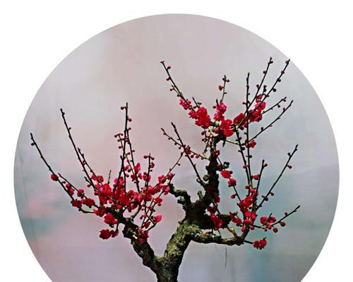 梅花花语之寒冬中的坚强与希望（探寻梅花花语与文化内涵）