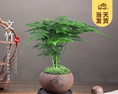 探寻文竹的花语之美(文竹花语传递爱与希望的力量)