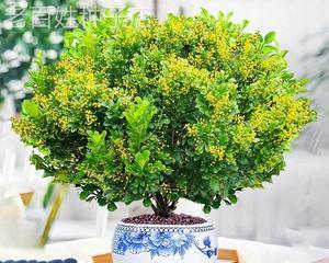 米兰植物种植应该选择深盆还是浅盆？