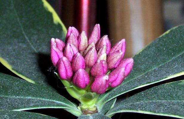 瑞香花的花语与寓意（传递温暖与祝福的美丽花卉——瑞香花的花语及代表意义）