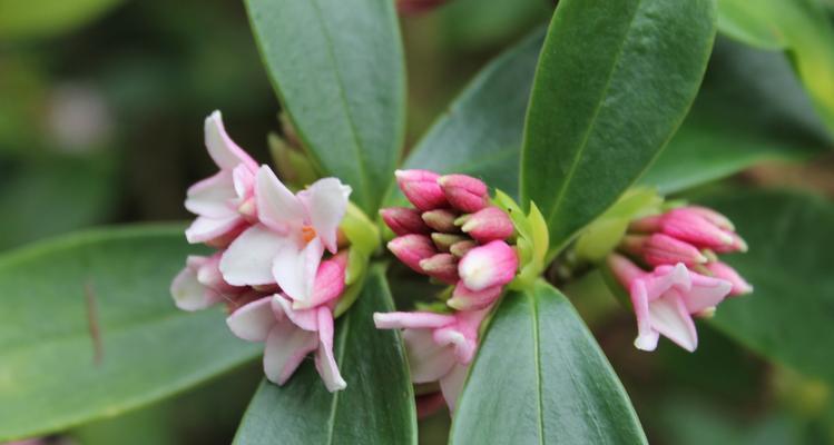 瑞香花的花语与寓意（传递温暖与祝福的美丽花卉——瑞香花的花语及代表意义）
