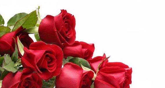 红玫瑰花语（探寻红玫瑰的花语和意义）