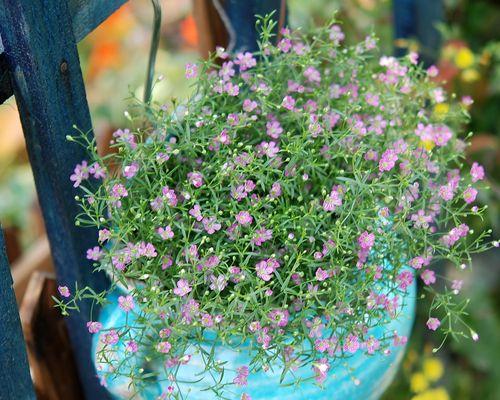 满天星夏天多久浇一次水？夏季养护技巧是什么？