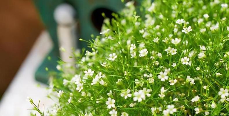 满天星夏天多久浇一次水？夏季养护技巧是什么？