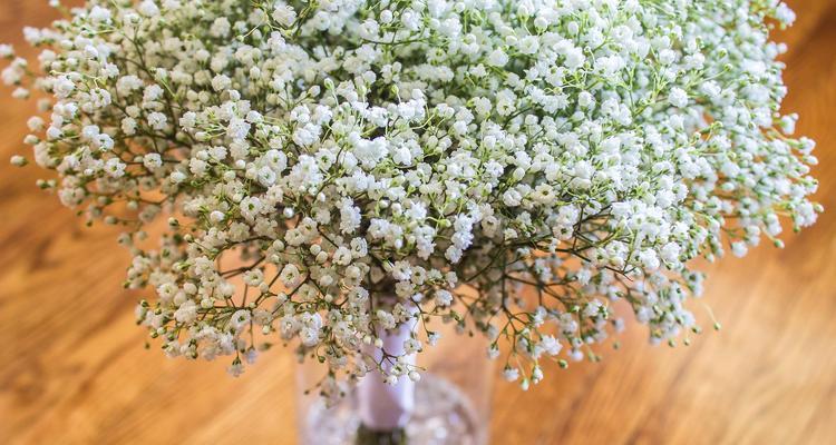 满天星夏天多久浇一次水？夏季养护技巧是什么？