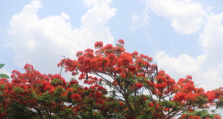 凤凰花（热情奔放）