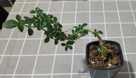 六月雪换盆的最佳时机是什么时候？换盆后需要注意什么？