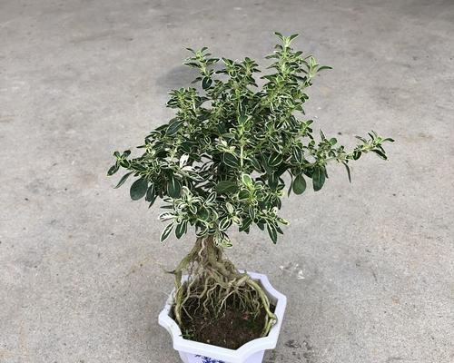 六月雪换盆的最佳时机是什么时候？换盆后需要注意什么？