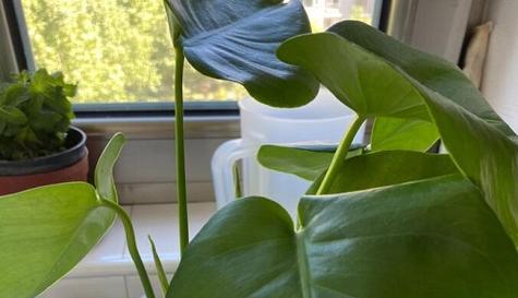 龟背竹水浇多了怎么办?如何处理过量浇水导致的问题? 龟背竹水浇多了怎么办?如何处理过量浇水导致的问题?