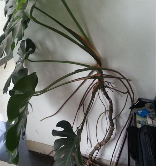 龟背竹水浇多了怎么办?如何处理过量浇水导致的问题? 龟背竹水浇多了怎么办?如何处理过量浇水导致的问题?