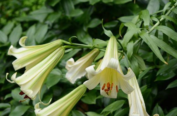 百合花的寓意与象征风水（百合花的美丽与吉祥）