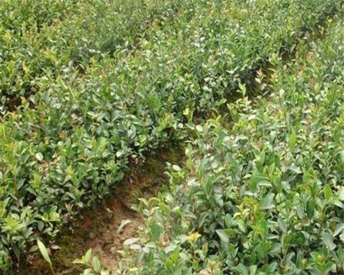 油茶树播种的最佳时间是什么时候？播种后如何管理？