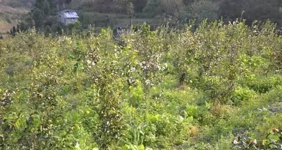 油茶树播种的最佳时间是什么时候？播种后如何管理？