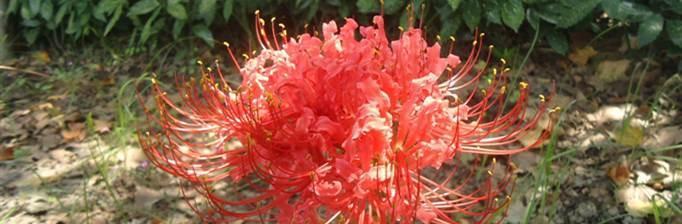 曼珠沙华花语与寓意解析（一朵美丽的花）