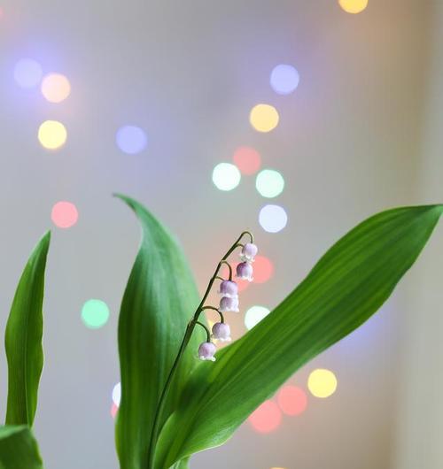 一叶兰的寓意与象征（一叶兰的特质与象征意义）