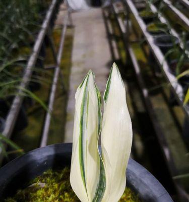 一叶兰的寓意与象征（一叶兰的特质与象征意义）