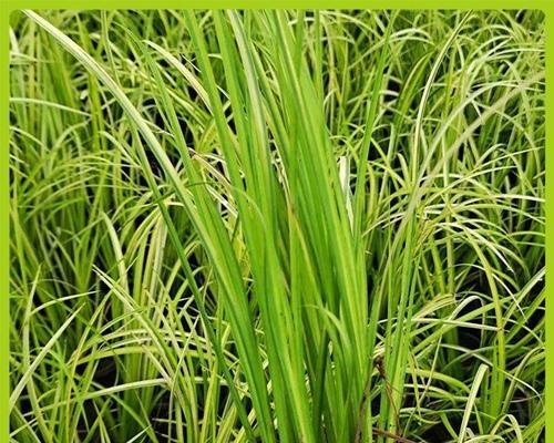 金叶石菖蒲是水生植物吗？如何正确养护？