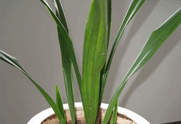 一叶兰的寓意与象征（一叶兰的特质与象征意义）