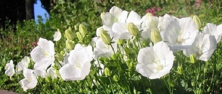 绿色桔梗花的花语之美（绿色桔梗花）