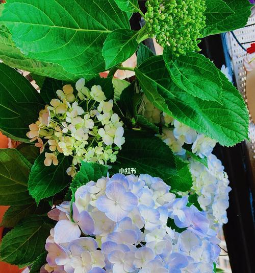 绣球花的花语、寓意与象征（传递爱情与美好祝福的绚丽绣球花）