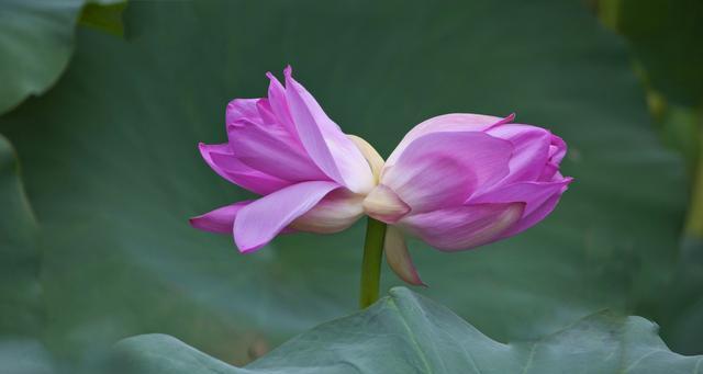 以并蒂莲的象征意义（探寻花朵中的深意）