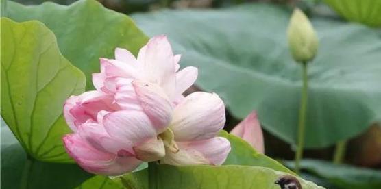 以并蒂莲的象征意义（探寻花朵中的深意）