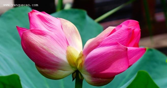 以并蒂莲的象征意义（探寻花朵中的深意）