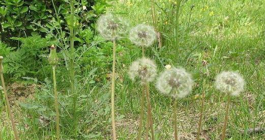 蒲公英生长需要哪些环境条件？它的特点是什么？