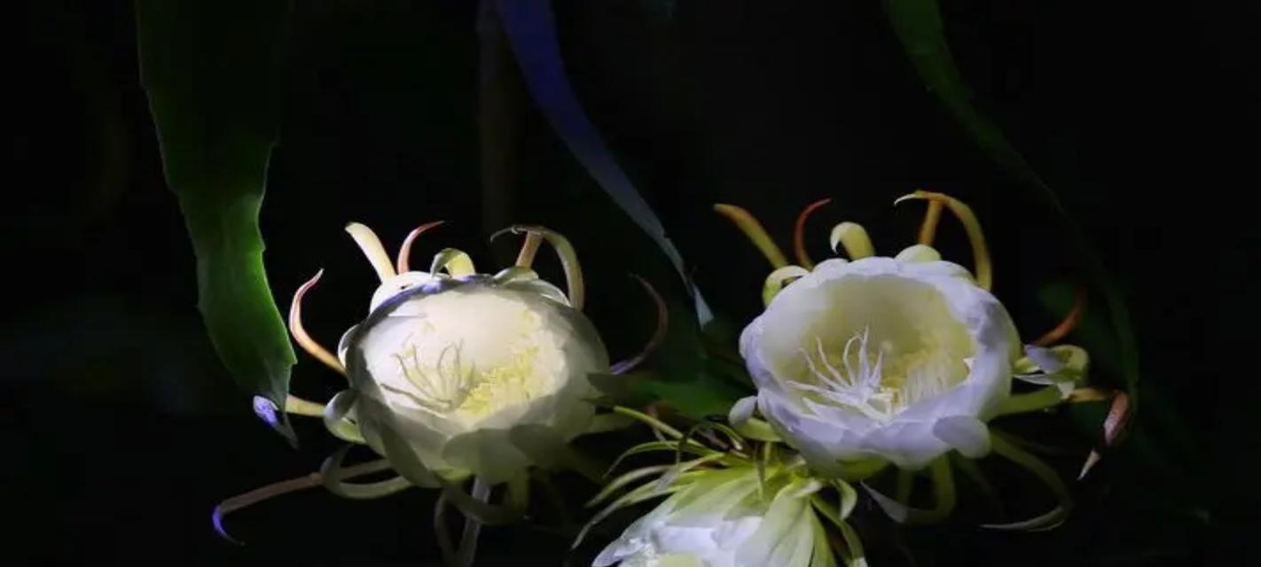 昙花（以昙花花语象征与寓意）