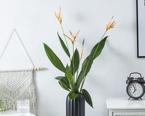 天堂鸟水培可行吗?水培天堂鸟的正确方法是什么?