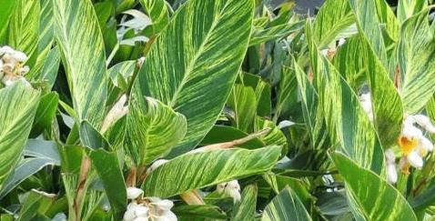 生姜喜欢阳光吗?种植时如何正确提供光照?