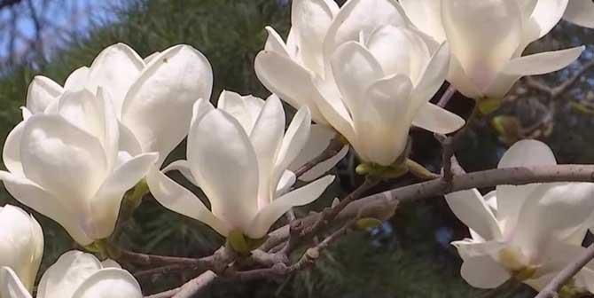 玉兰花什么时候开花？春季还是夏季？